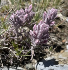 Castilleja schizotricha