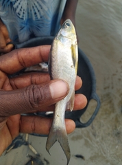 Polydactylus