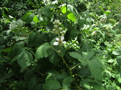 Rubus montanus