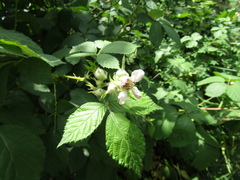 Rubus montanus
