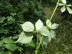 Rubus montanus