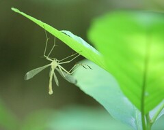 Hylobittacus apicalis