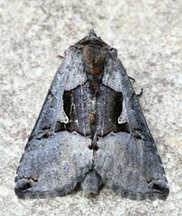 Autographa ampla