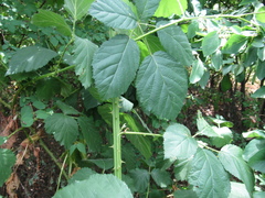 Rubus montanus