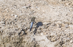 Orthetrum cancellatum