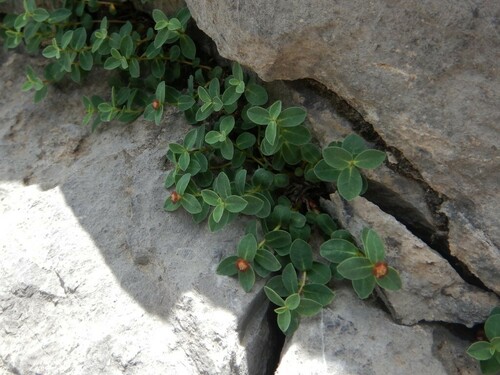 Image of Euphorbia Pyrenaica (Euphorbia pyrenaica) by no rights reserved