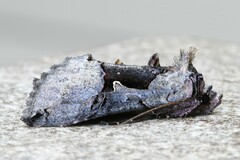 Autographa ampla