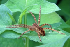 Dolomedes raptor