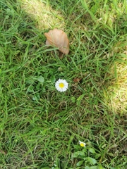 Bellis perennis