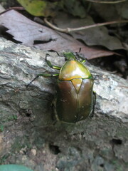 Pseudotorynorrhina japonica