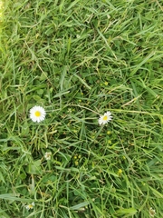 Bellis perennis