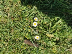Bellis perennis