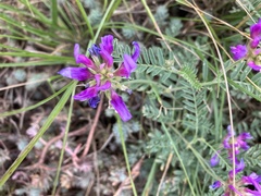 Astragalus onobrychis