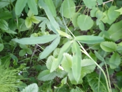 Trifolium alpestre