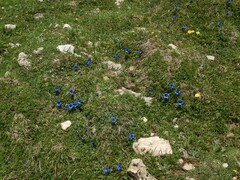 Gentiana occidentalis