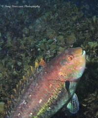 Leptoscarus vaigiensis