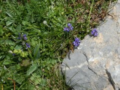 Polygala alpestris