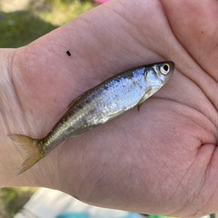 Leucaspius delineatus