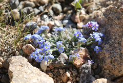 Eritrichium argenteum