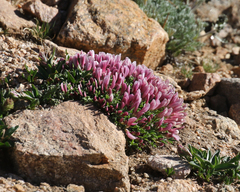Trifolium nanum