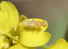 Chyromya