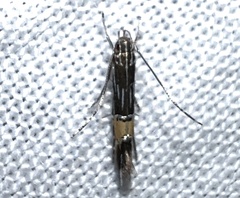 Cosmopterix lespedezae