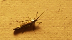 Coleophorinae