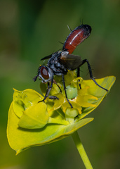 Cylindromyia bicolor
