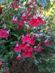 Salvia microphylla microphylla
