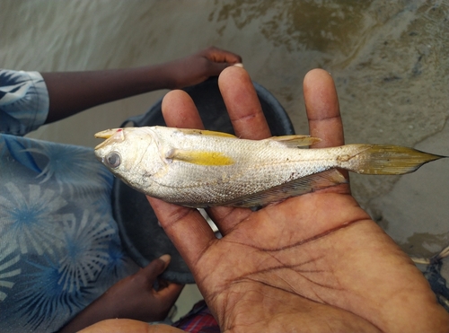 Bobo croaker (Pseudotolithus elongatus) — Sciaenidae — 5