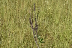 Amorpha paniculata