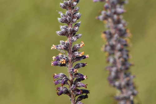 panicled false indigo (Amorpha paniculata)
