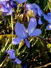 Viola decumbens decumbens