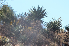 Aloe marlothii