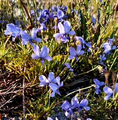 Viola decumbens decumbens