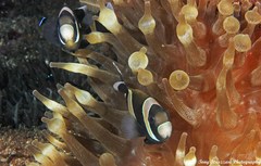 Amphiprion latezonatus