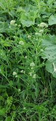 Achillea millefolium
