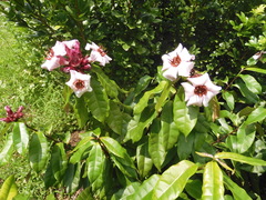Strophanthus gratus