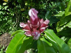 Strophanthus gratus