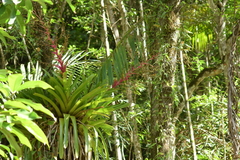 Vriesea philippocoburgi