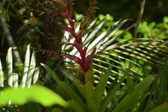 Vriesea philippocoburgi