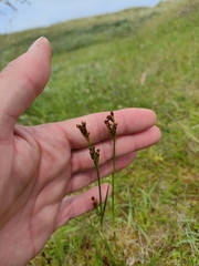 Juncus maritimus