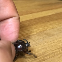 Phyllognathus excavatus