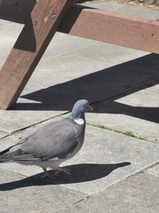 Columba palumbus
