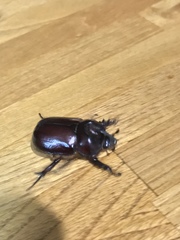 Phyllognathus excavatus