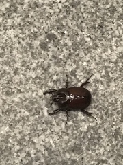 Phyllognathus excavatus