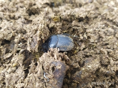 Scarabaeus semipunctatus