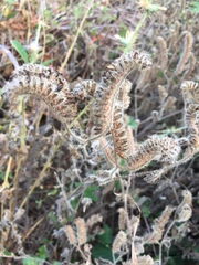 Phacelia malvifolia