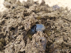 Scarabaeus semipunctatus