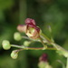 Green Figwort - Photo (c) Dirk Mezger, some rights reserved (CC BY-NC), uploaded by Dirk Mezger